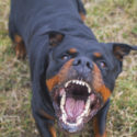 Can a Dog Be a Weapon?